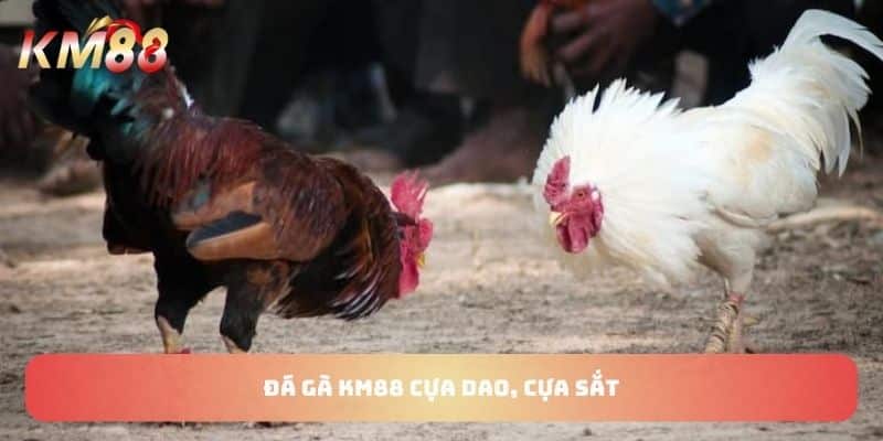 Đá gà KM88 cựa dao, cựa sắt