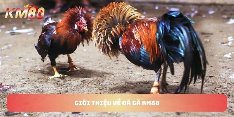 Giới thiệu về đá gà KM88