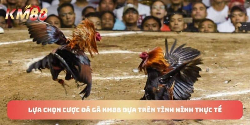 Lựa chọn cược đá gà KM88 dựa trên tình hình thực tế