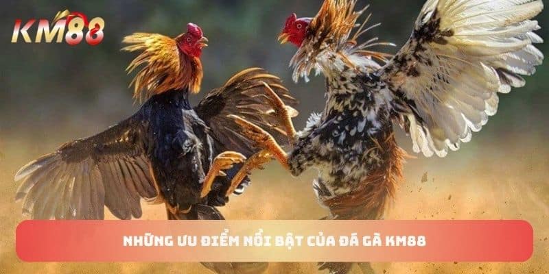 Những ưu điểm nổi bật của đá gà KM88